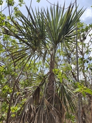 Coccothrinax ekmanii