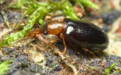 Salpingus ruficollis
