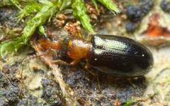 Salpingus ruficollis