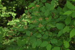 Spiraea chamaedryfolia