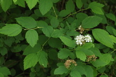 Spiraea chamaedryfolia