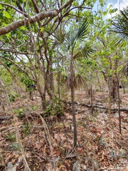 Coccothrinax ekmanii