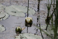 Nymphaea candida