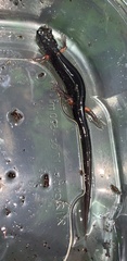Plethodon shermani