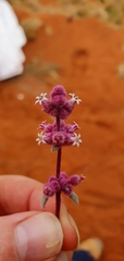 Dicrastylis cordifolia