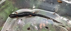 Plethodon shermani