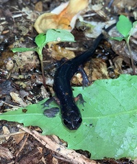 Plethodon shermani