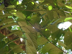 Polyscias diversifolia