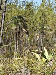 Coccothrinax scoparia