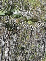 Coccothrinax scoparia