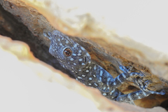 Ptyodactylus puiseuxi