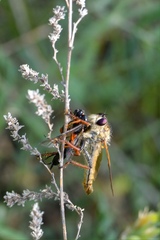 Echthistus rufinervis