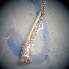 Leptomorphus hyalinus