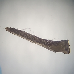 Leptomorphus hyalinus