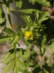 Potentilla supina