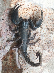 Heterometrinae