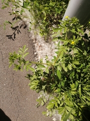 Potentilla supina