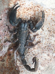 Heterometrinae