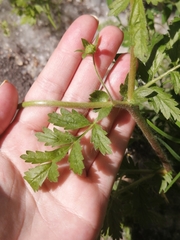 Potentilla supina
