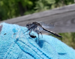 Leucorrhinia intacta