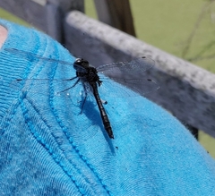 Leucorrhinia intacta