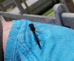 Leucorrhinia intacta