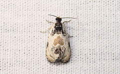 Olethreutes griseoalbana