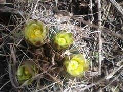 Ancistrocactus tobuschii
