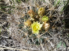 Ancistrocactus tobuschii