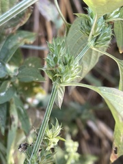 Dicliptera verticillata