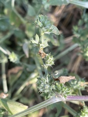 Dicliptera verticillata