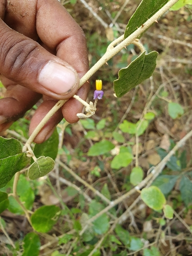 Solanum crotonoides