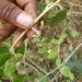 Solanum crotonoides - Photo (c) Yolanda M. Leon, osa oikeuksista pidätetään (CC BY-NC), lähettänyt Yolanda M. Leon