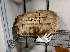 Macrochelys temminckii