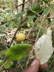 Solanum crotonoides