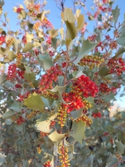 Grevillea wickhamii