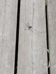 Orthetrum cancellatum