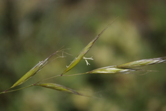 Helictochloa