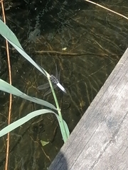 Orthetrum cancellatum