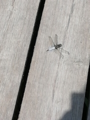 Orthetrum cancellatum