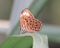 Laxita thuisto