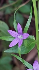 Legousia falcata