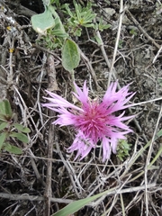 Psephellus marschallianus