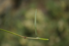 Helictochloa