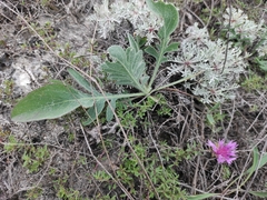 Psephellus marschallianus