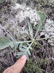 Psephellus marschallianus