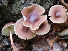Gymnopus ocior