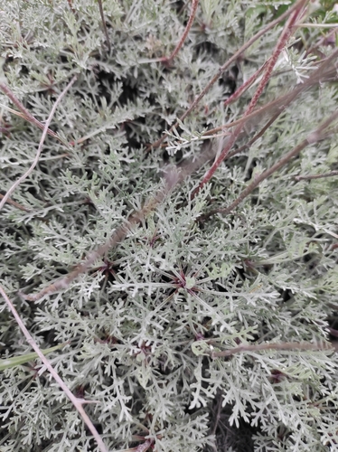 Image of Artemisia hololeuca by no rights reserved