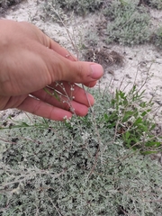 Artemisia hololeuca