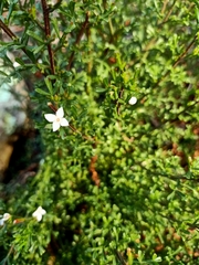 Cyanothamnus anemonifolius